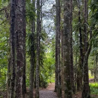 Forest walk in New Zealand