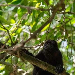 Howler monkey