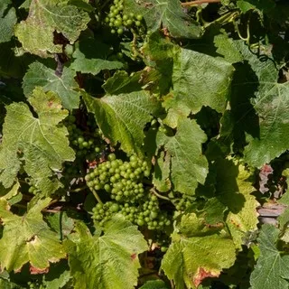 Grapes, still on their vines, at a vineyard in Marlborough, New Zealand
