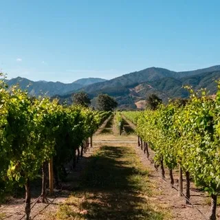 Grapevines and mountains