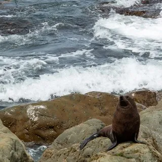 Kaikoura seal