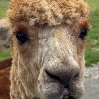 Alpacca