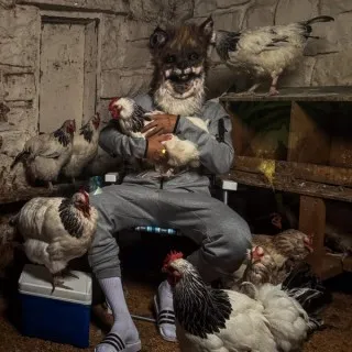 The fox in the chicken coop