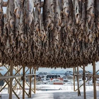 Cod hanging outside from a fish flake to dry in Lofoten